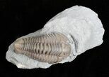 Bargain, Prone Flexicalymene Trilobite - Ohio #61041-1